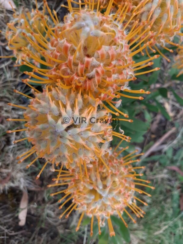 30 Fluffed up and Bright No. 2