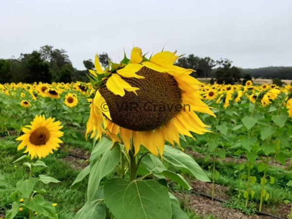 27 Sunny Sunflower