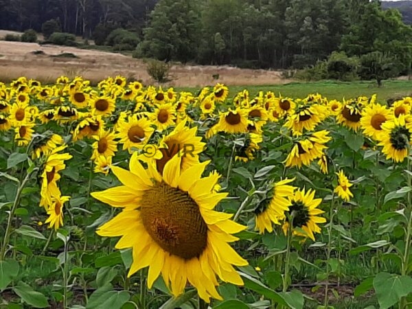 25 Fields of Gold 1