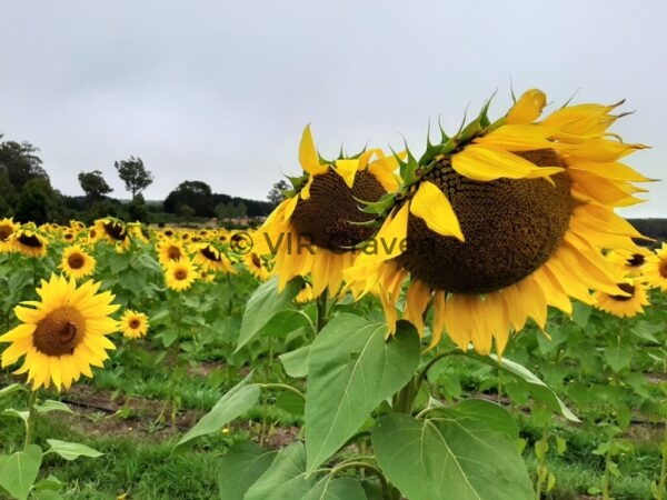 24 Fields of Gold 2