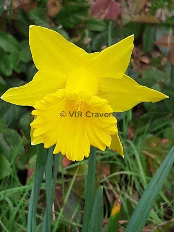 21 Sunshine in the Garden