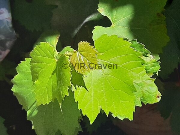 44 Fine Vines!