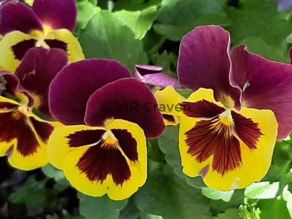 17 Pretty Pansies