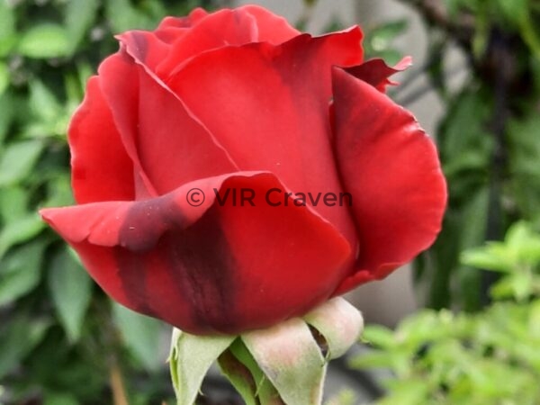 16 Roses are Red My Love