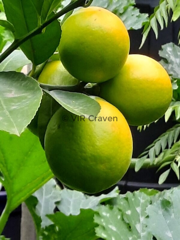 42 Lemons to Juice