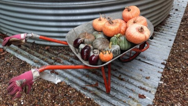 35 Pumpkin Time