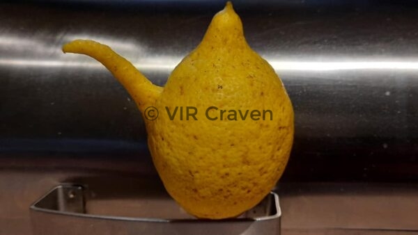 33 Teapot Lemon