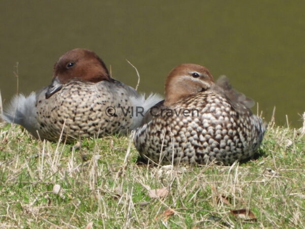 143 Two's Company, Three's a Crowd