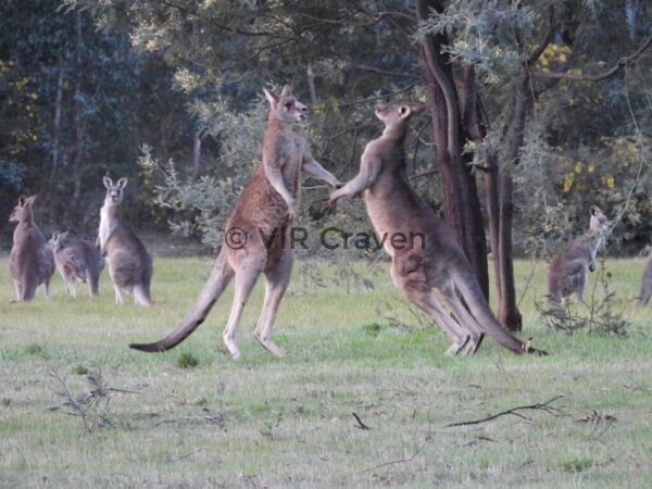 56 Sparring 'Roos