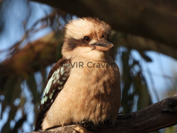 140 Kookaburra 1