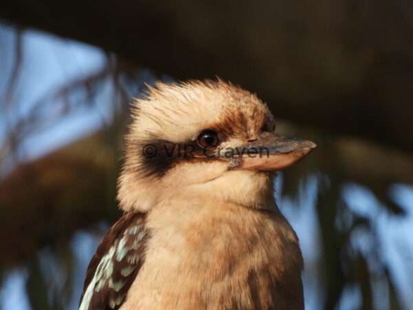 139 Kookaburra 2
