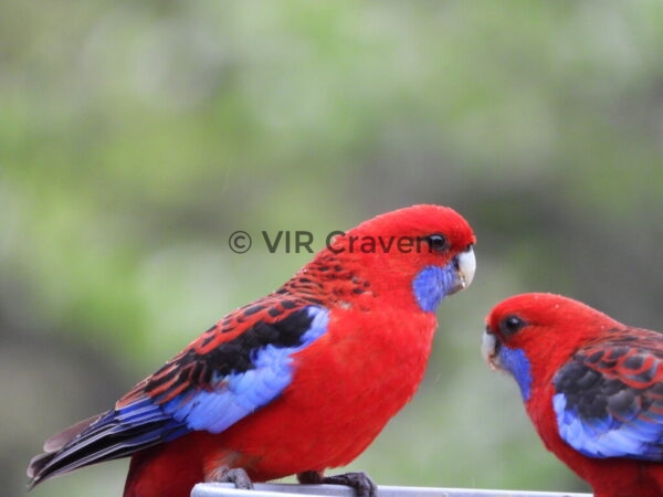 137 Rosy Rosellas 1