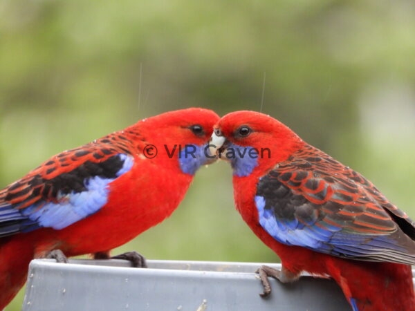 136 Rosy Rosellas 2
