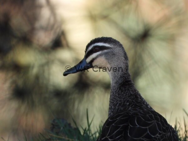 135 Pacific Duck - Pretty As