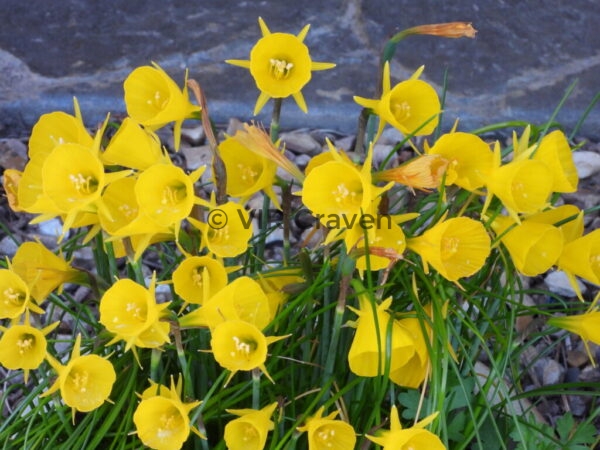 6 Petticote Daffodils No. 2