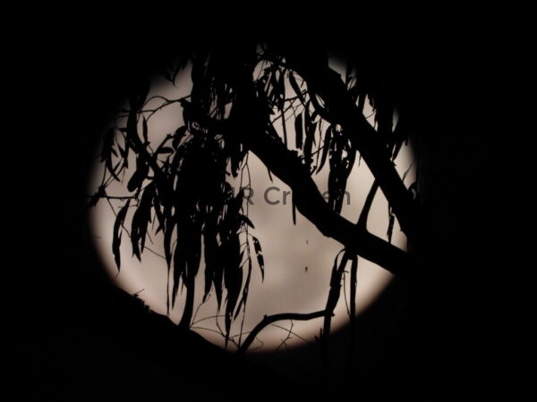 68 In the Misty Moonlight