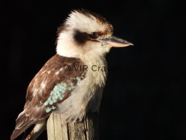 131 Kookaburra in the Bush