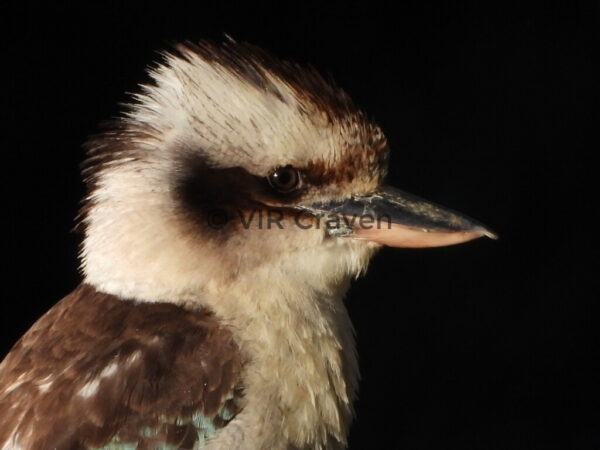 130 Beautiful 'Kooka'