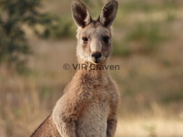 55 'Skippy' - Bush Kangaroo