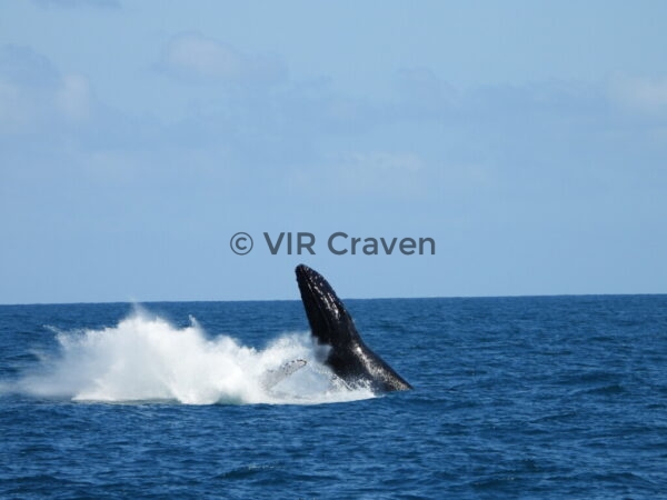 53 Humpback Whale Breaching - W.A.