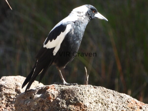 102 Magpie
