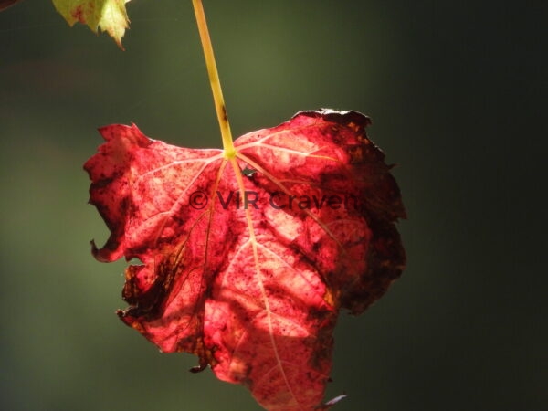1 "Autumn Leaf"
