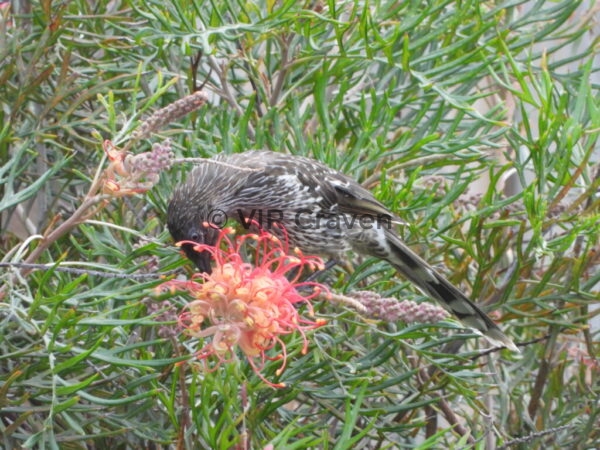 104 Wattyl Bird 1