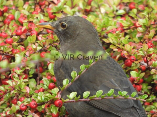 107 Berry Time for Blackbird