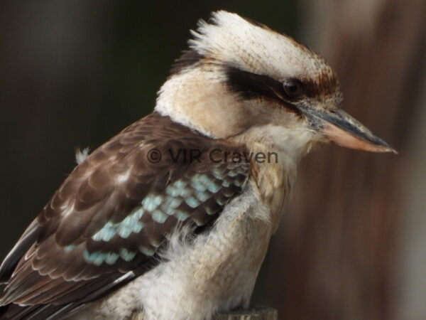 111 Laughing Kooka