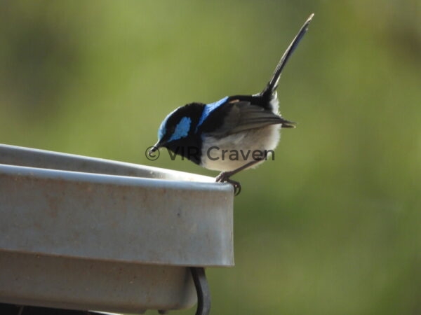 114 Blue Wren 2