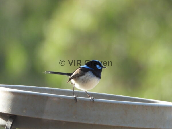 115 Blue Wren