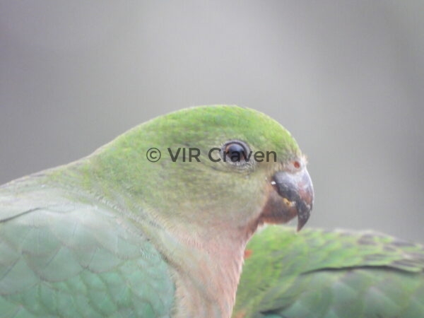118 Australian Green Parrot
