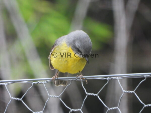 119 Yellow Breasted Robin