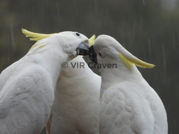 120 OK Here's Peck
