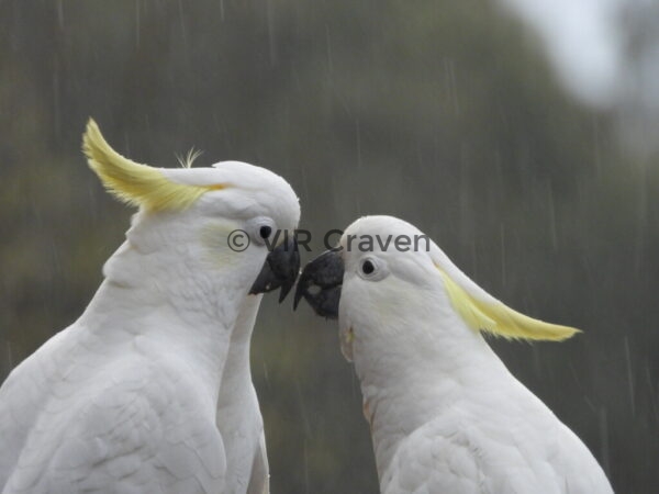 121 Here Give Us A Peck Maude