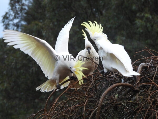 123 Flapping About
