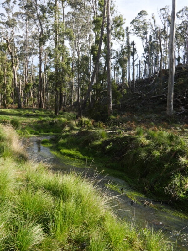 61 Glenlyon Mineral Springs Creek No. 1