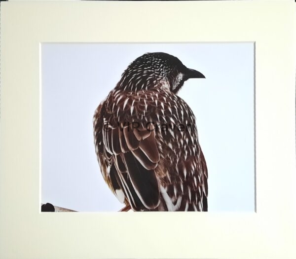 Wattle Bird