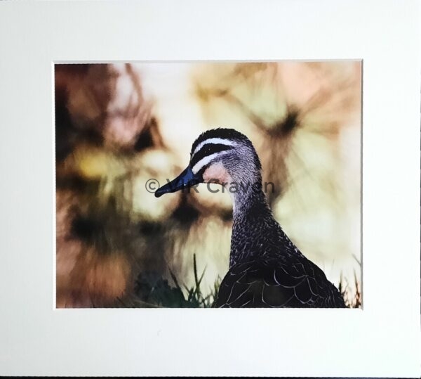Pacific Duck