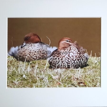 Australian Wood Ducks