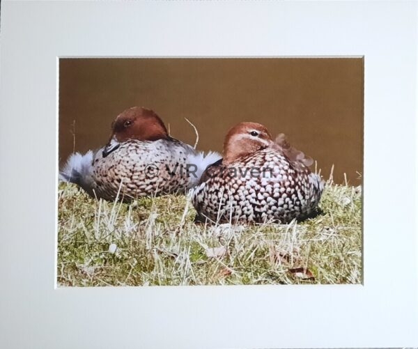 Australian Wood Ducks