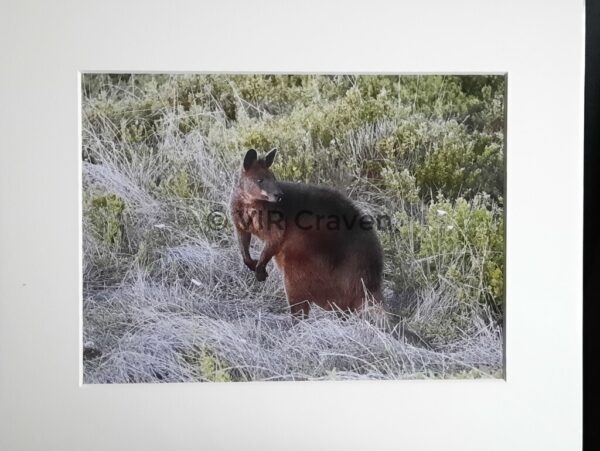 Wallaby