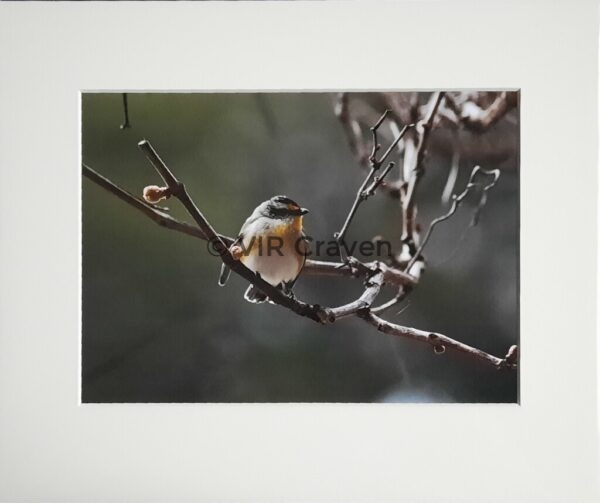 Striated Pardalote
