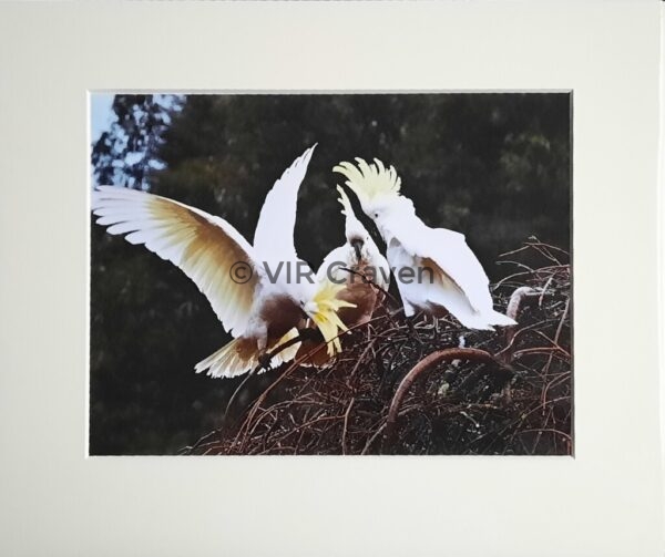 Three Cockatoos