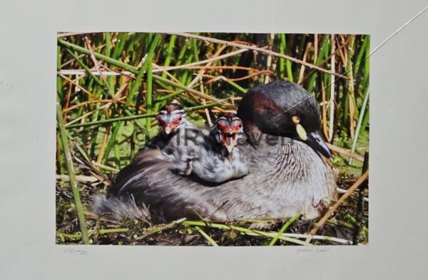 Glorious Grebes (Large Version)