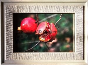 “Split Decision” (pomegramate) $45 L 20 cm x 15 cm Col DSLR Photo