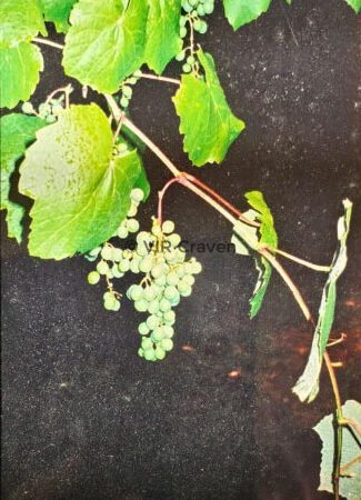 Grape Expectations