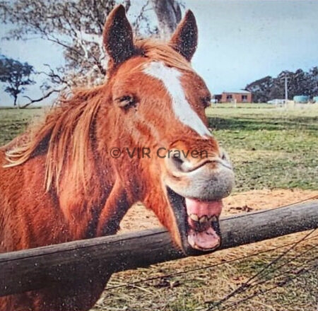 The Last Laugh
