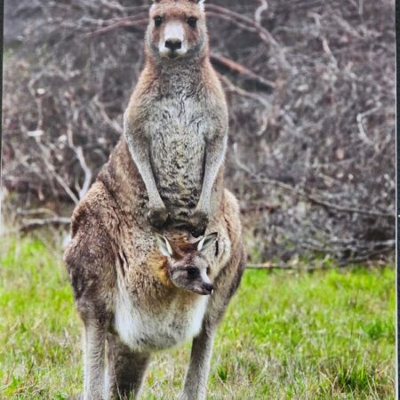 Daylesford and Surrounds 2026 Calendar #4